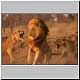 male lion under attack