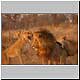 lionesses get tough