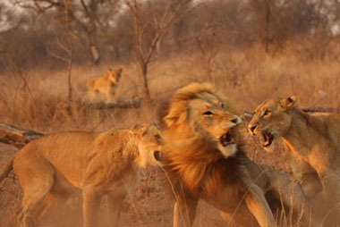 Female lions attacking male, Sabi Sand Game Reserve