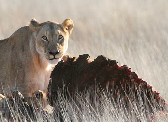 Wildlife Photography Blog August 2008 by Scotch Macaskill