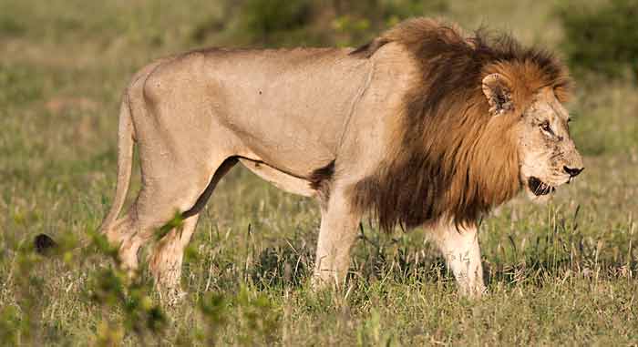 Big male lion with black mane, Kruger National Park