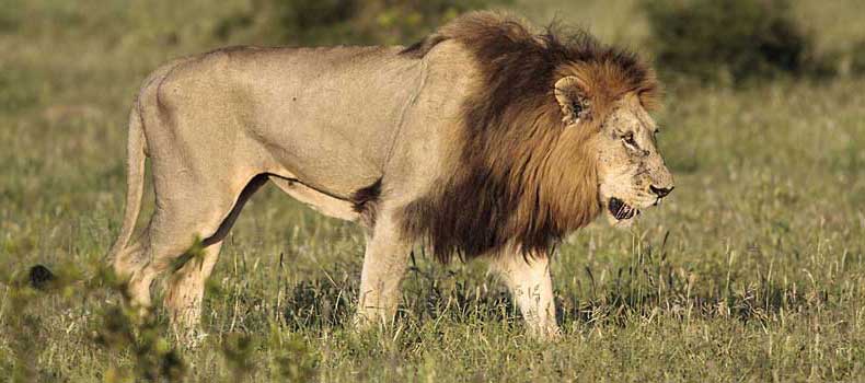 Male lion walking side view, Kruger National Park, South Africa