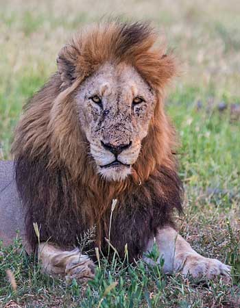 Lion male with black mane, Kruger National Park