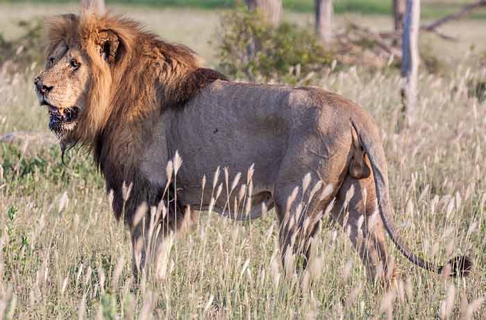 Male lion side-on, Kruger National Park
