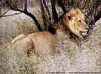 Lion at rest