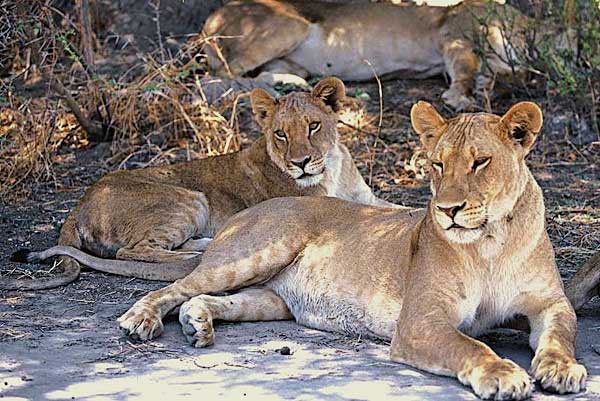 Lion pride relaxing in shade, Savuti, Botswana