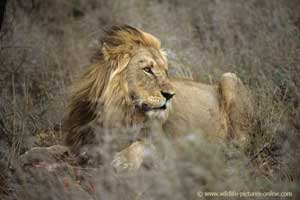 Male lion lying in winter grass