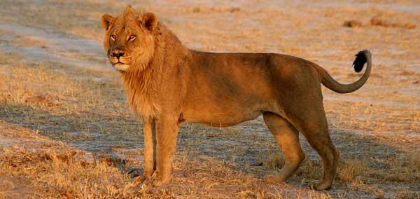 Male lion (Panthera leo), side view
