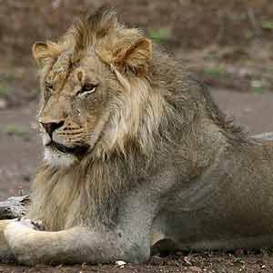 Lion male with silvery gray coat