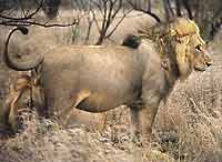Lion male, side view