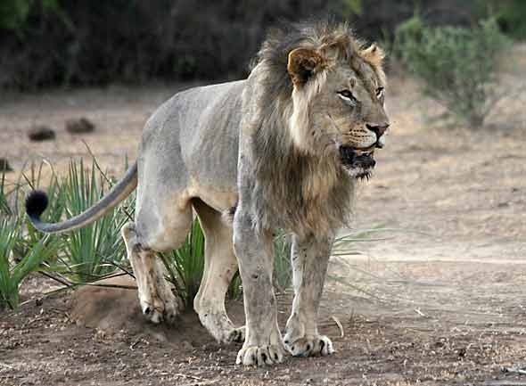 Lion male marking his territory in scuffing ceremony