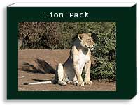 Lion Photo Pack