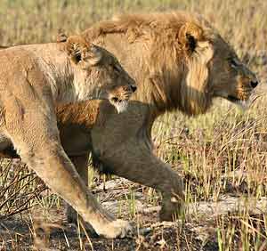 Lion pair showing difference in size 