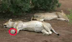 Lions lying in shade