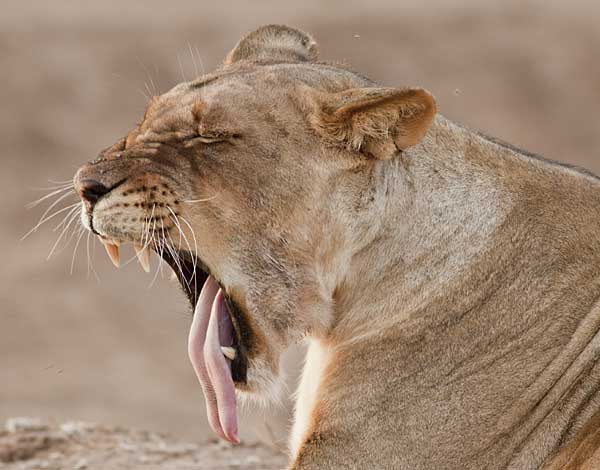 Lioness yawning