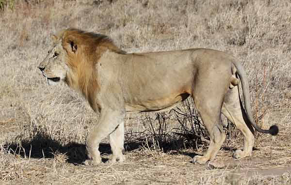 Male lion, Ruaha National Park, Tanzania