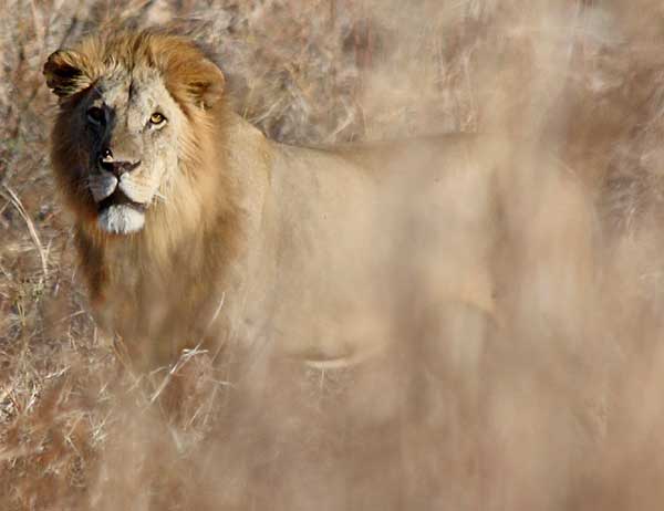 Lion male blends in with surrounding vegetation