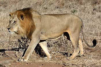 Male lion heading for water, Ruaha National Park, Tanzania