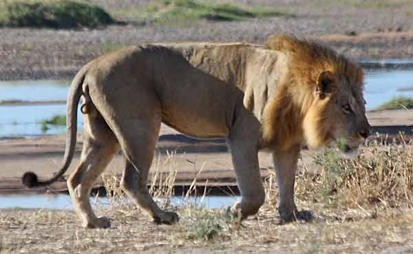 Male lion near Ruaha river, Tanzania