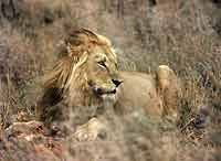 Lion lying in long grass