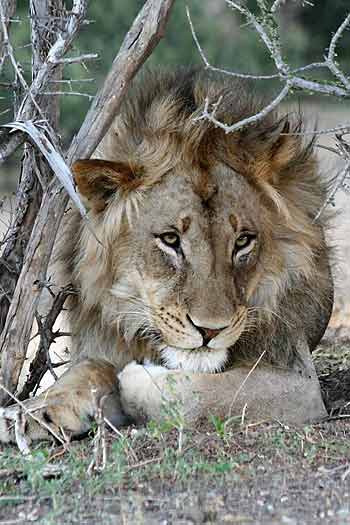Lion male lying in shade, Mashatu Game Reserve, Botswana