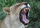 lion yawning