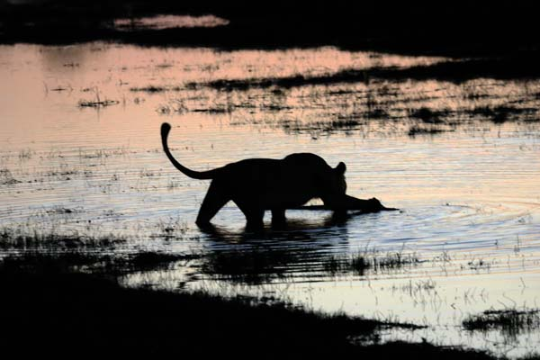 Lioness wading in river