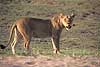 Lioness standing side-on