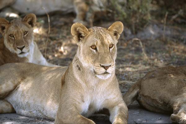 Lioness lying in shade, Chobe National Park, botswana