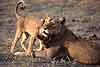 Lioness with cub