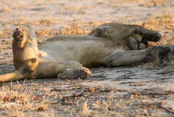 Young male lion sleeping with paws over eyes