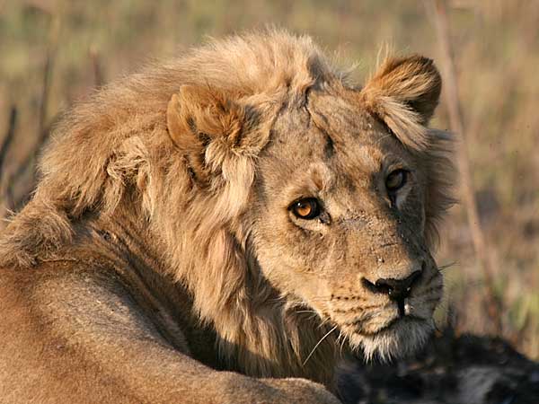 male lion