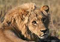 Young male lion, Okavango Delta, Botswana