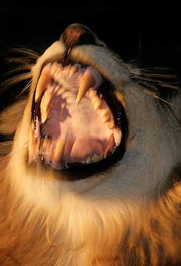 Lion male showing its teeth, Sabi Sand, South Africa