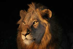 Male lion portrait