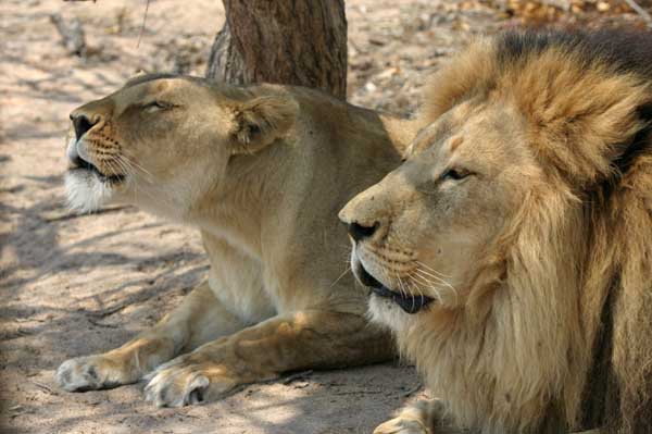 Lion pair lying together growling in unison