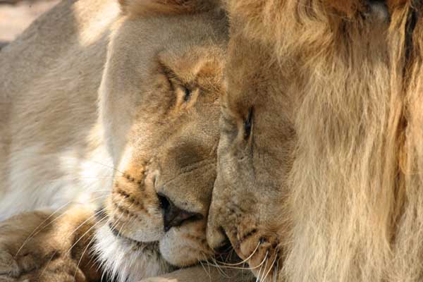 Lion pair being affectionate