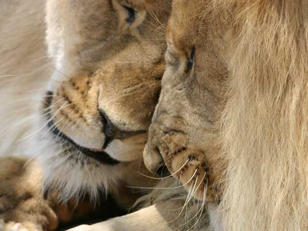 Lions rubbing noses