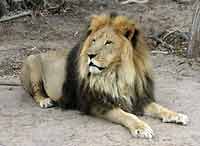 barbary lion with black mane