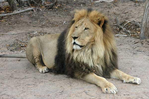 Barbary Lion with Gold and Black Mane