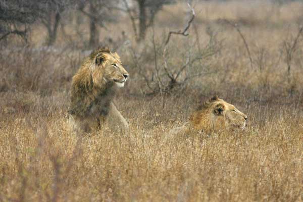 Male lions in winter grass, Kruger National Park
