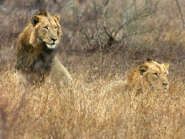 Male lions in  the grass