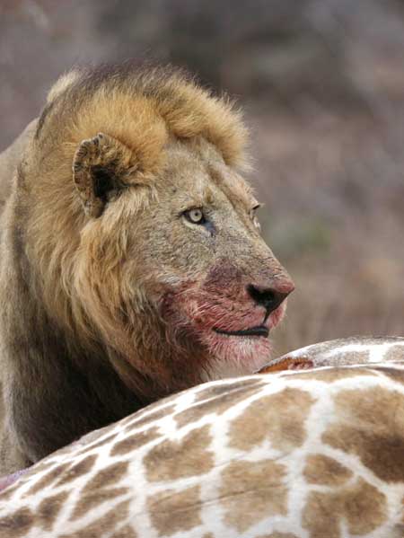 Lion feeding on giraffe