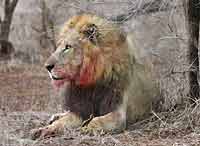 Lion with bloodied face