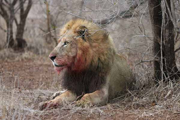 Lion with bloody face, Kruger National Park
