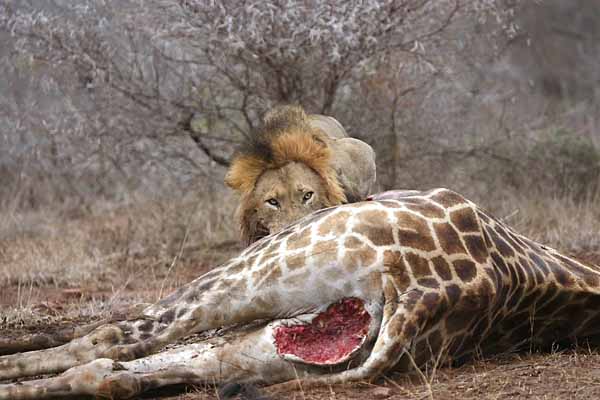 Lion male on giraffe kill