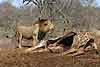 lion feeding on giraffe