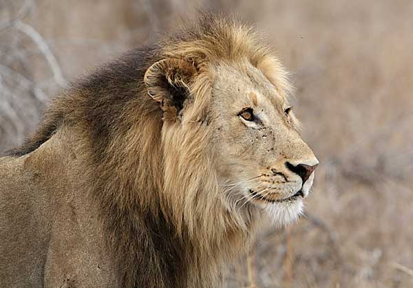 Lion male close-up