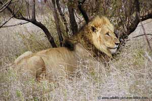 Lion male at rest
