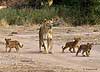 Picture of lioness with cubs